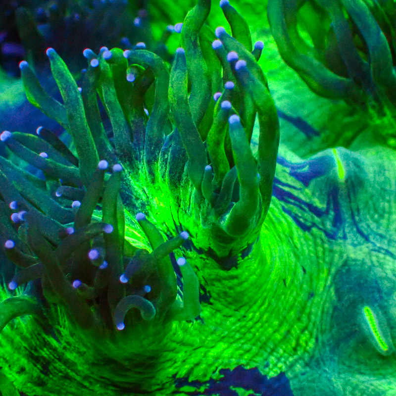 Catalaphyllia Blue Tip