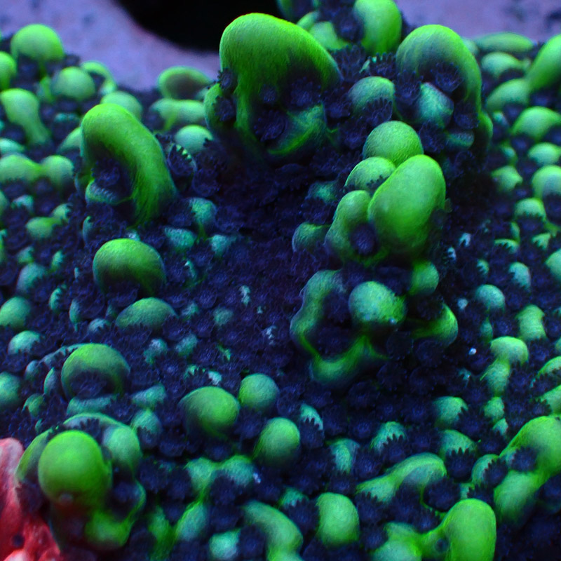 Montipora Frag 05