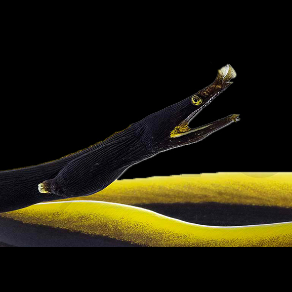 Nasen Muräne schwarz