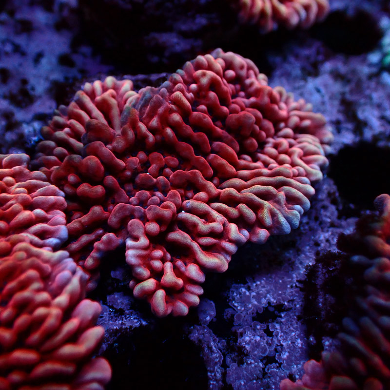 Montipora Mean Streak Frag 28