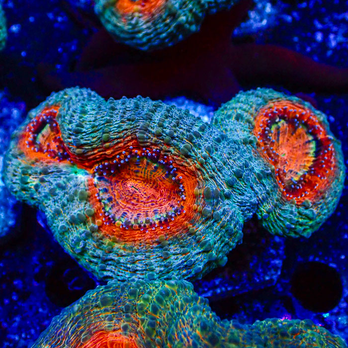 Lobophyllia MC Mandarin Prism Frag 02