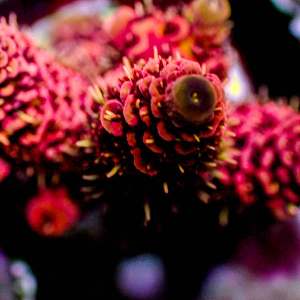 Acropora  millepora