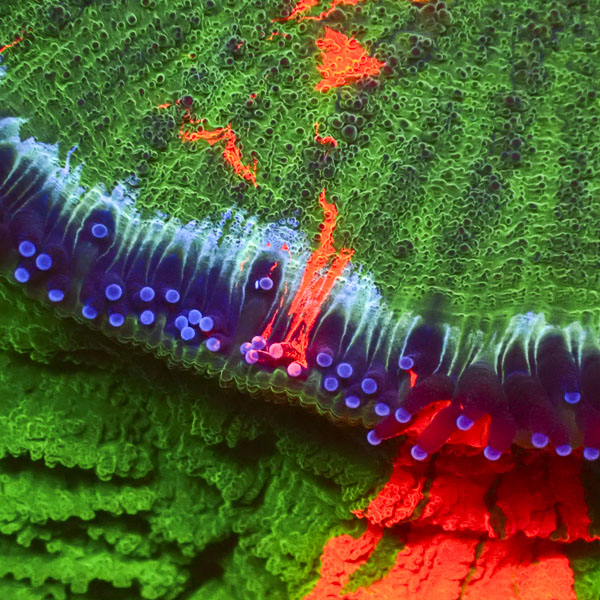 Acanthophyllia MC Jungle Fire