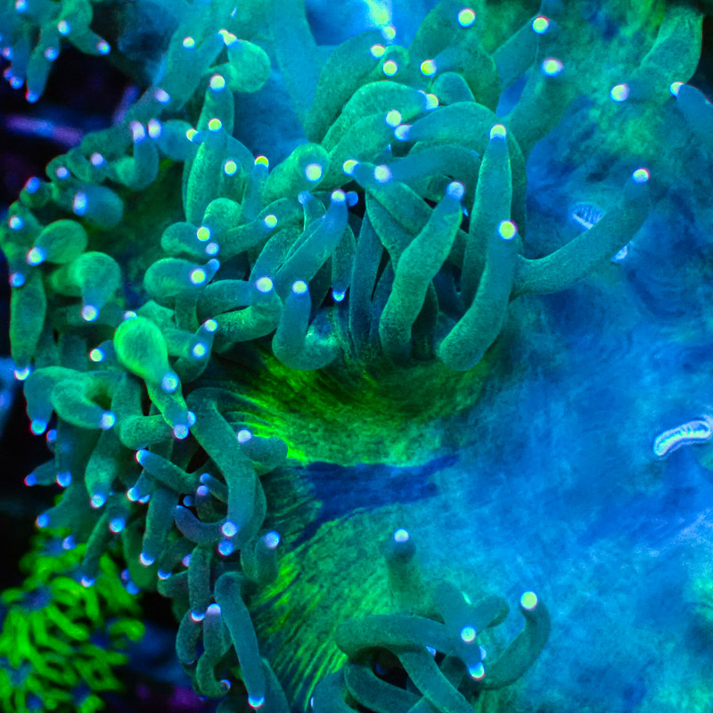 Catalaphyllia Blue Tip