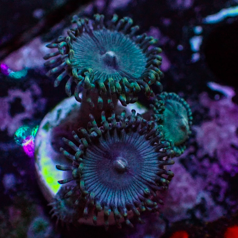Zoanthus MC Turquoise Jam