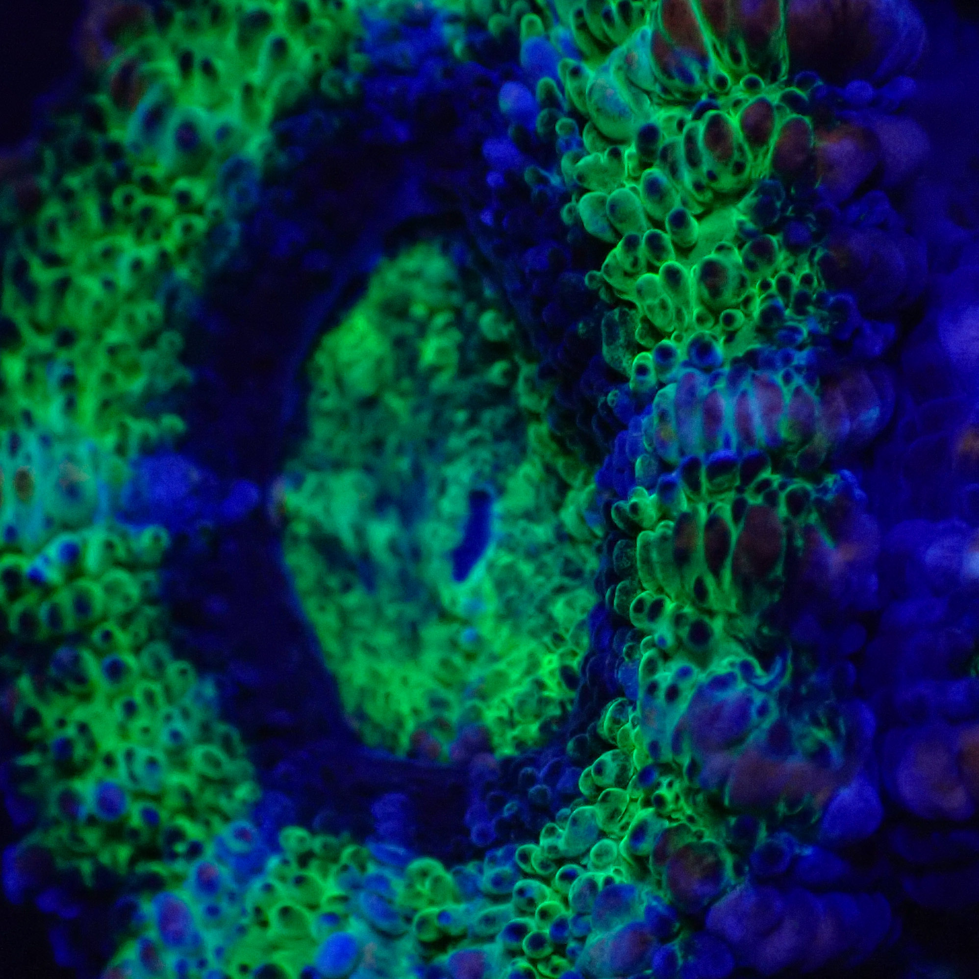 Acanthastrea lordhowensis DNZ Frag 04