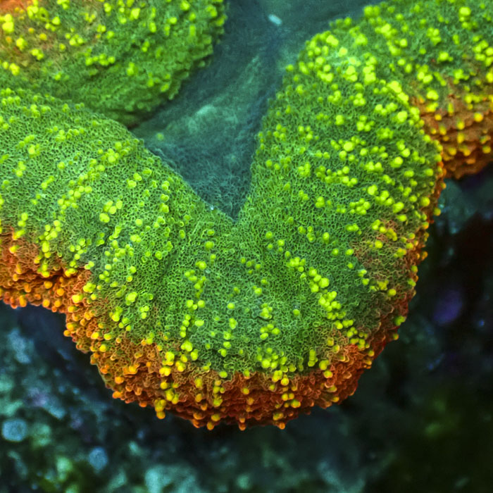 Lobophyllia MC Bicolor Toxic Halo