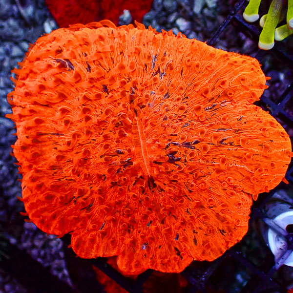 Fungia MC Nuclear Supernova