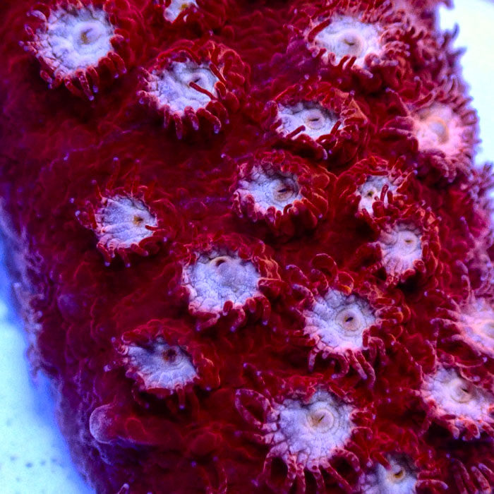 Cyphastrea WWC Peppermint Frag 02