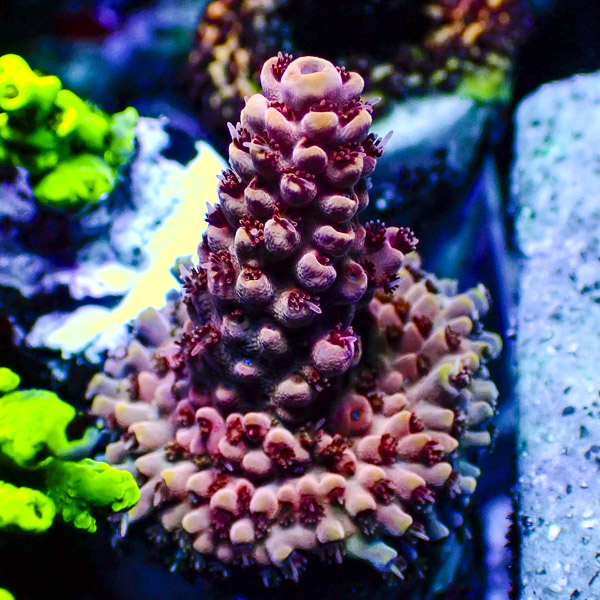 Acropora Rot/Rosa
