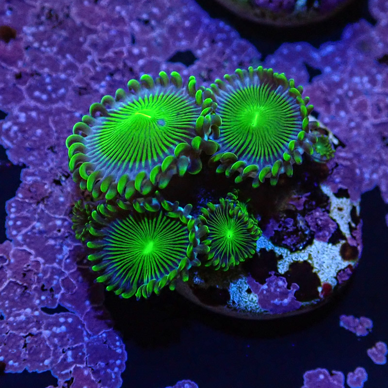 Zoanthus MC Blue Panama