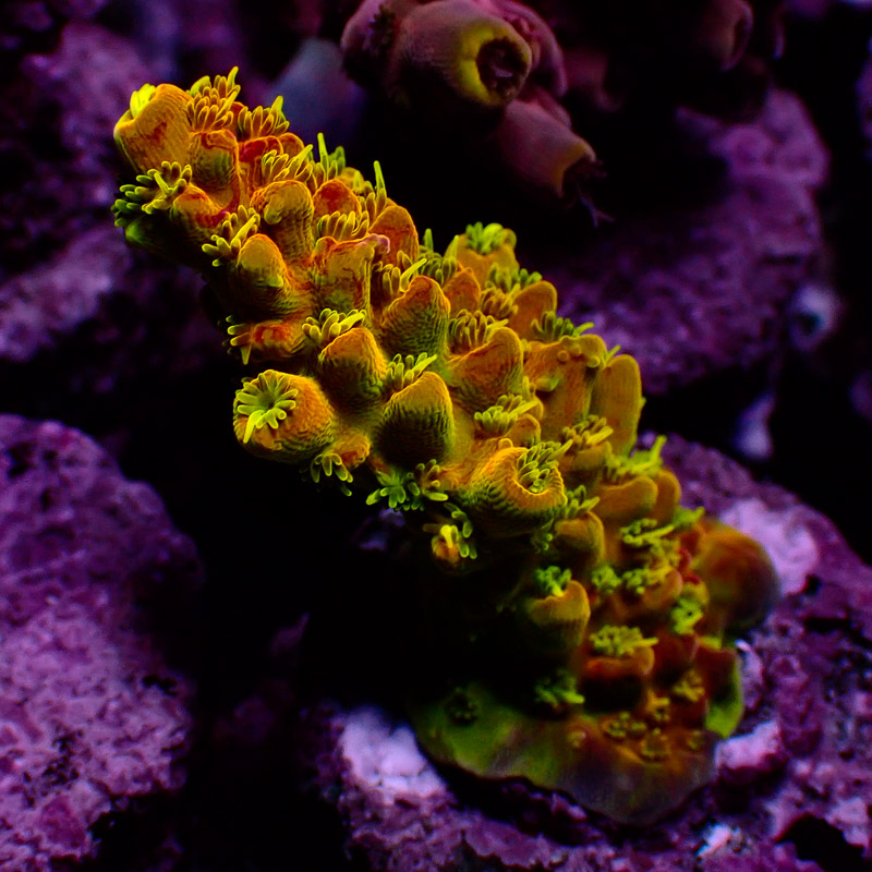 Acropora