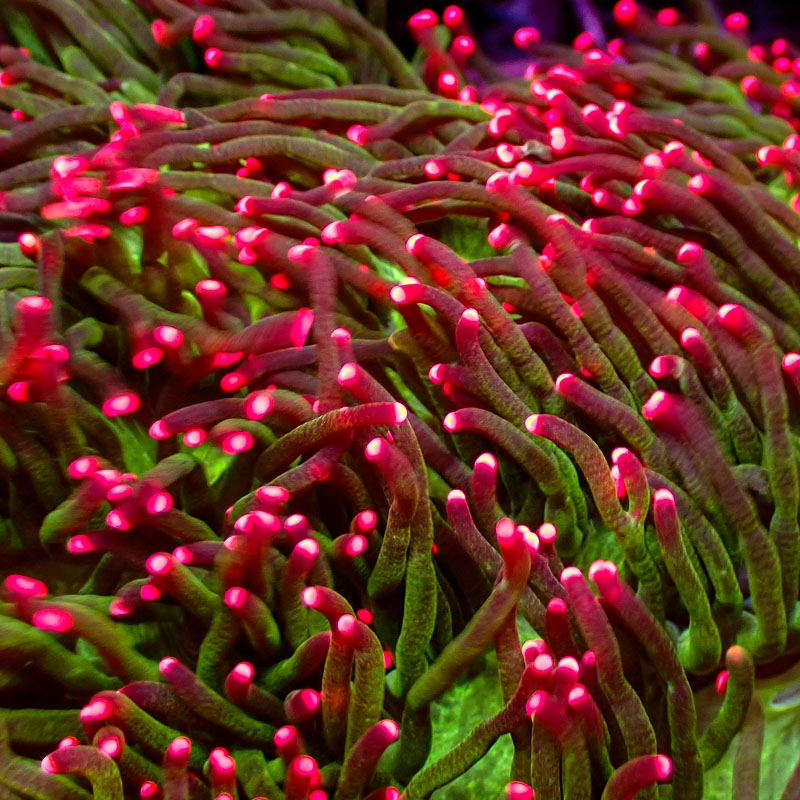 Catalaphyllia Pink Tips