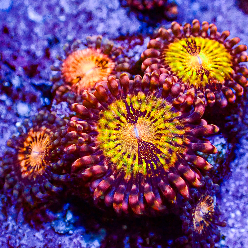 Zoanthus Reverse Space Monster