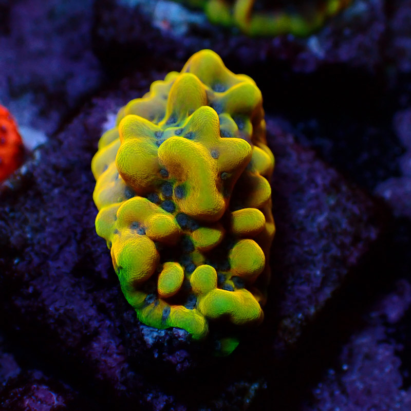Montipora Crazy T. Frag 07