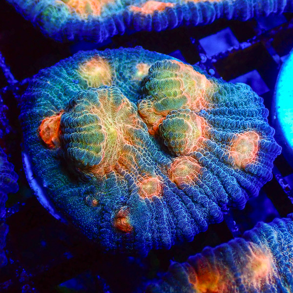 Mycedium MC Twilight Reef NZ