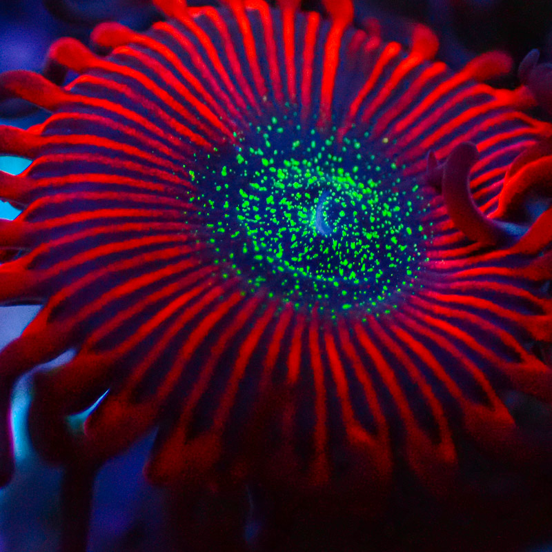 Zoanthus MC Cinder US-Style