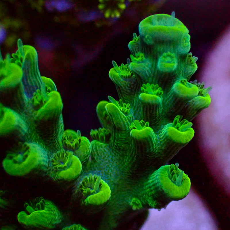 Acropora