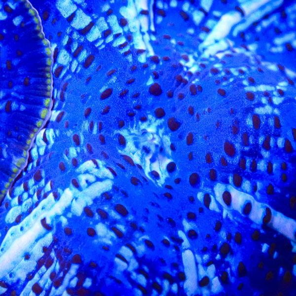 Rhodactis MC Arctic Ghost