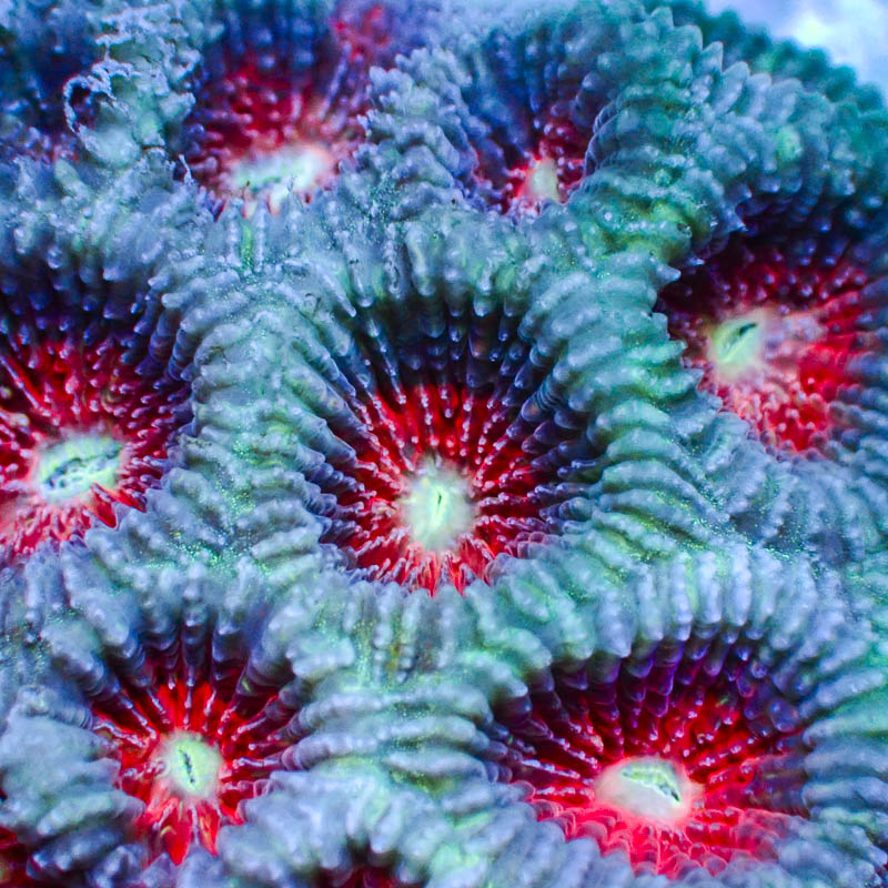 Goniastrea Blau/Türkis – Premium LPS mit Neonpolypen & Sprenkelstruktur