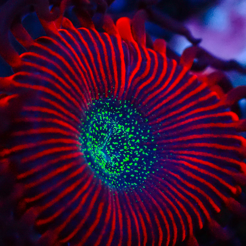 Zoanthus MC Cinder US-Style