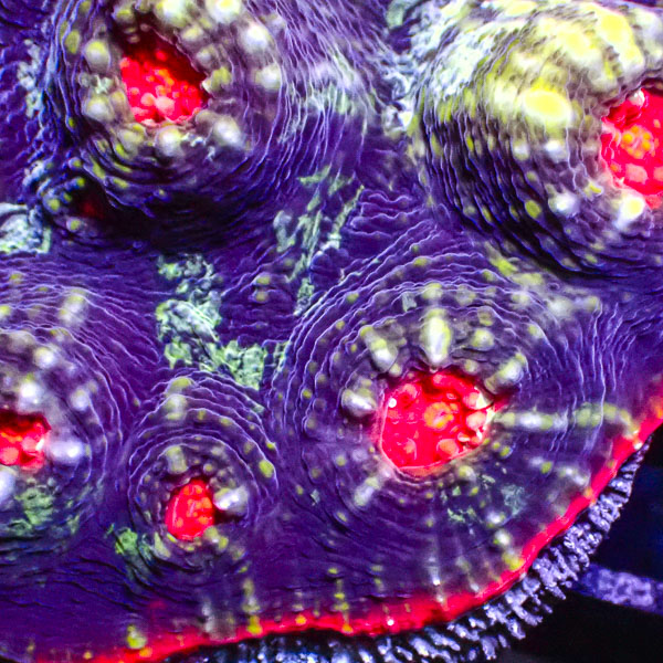 Chalice MC Purple Chaos Red Rim