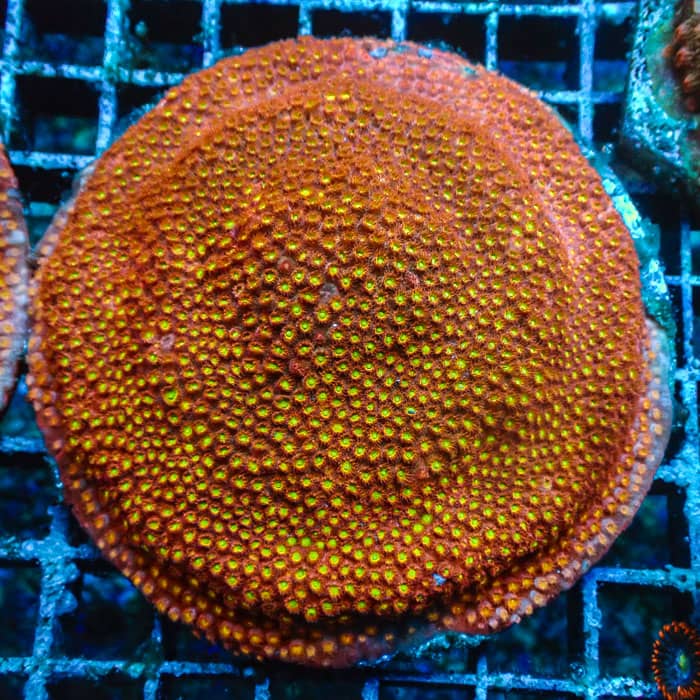 Cyphastrea BigR Sunkist