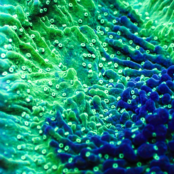 Montipora MC Deep Forest NZ