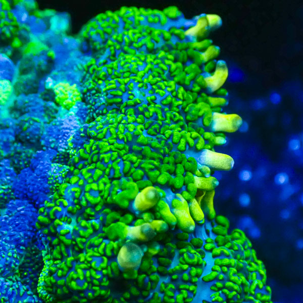 Rhodactis MC Green Serenity