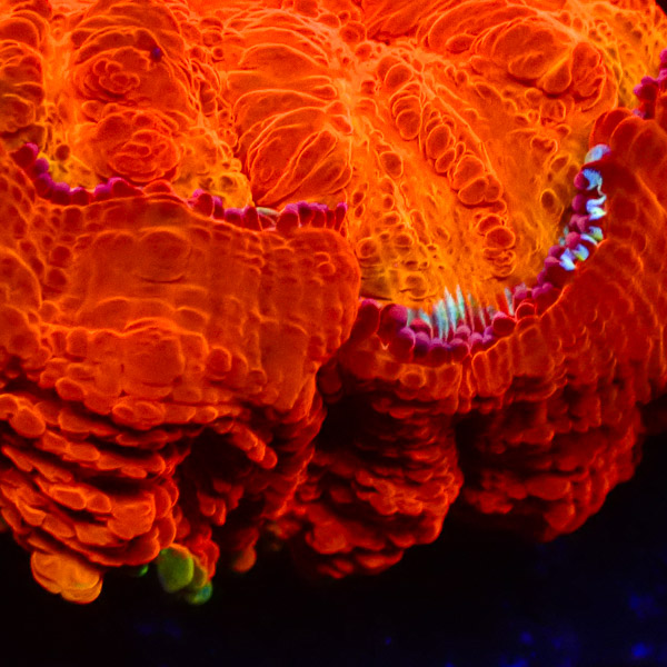 Acanthophyllia Mandarin Oasis