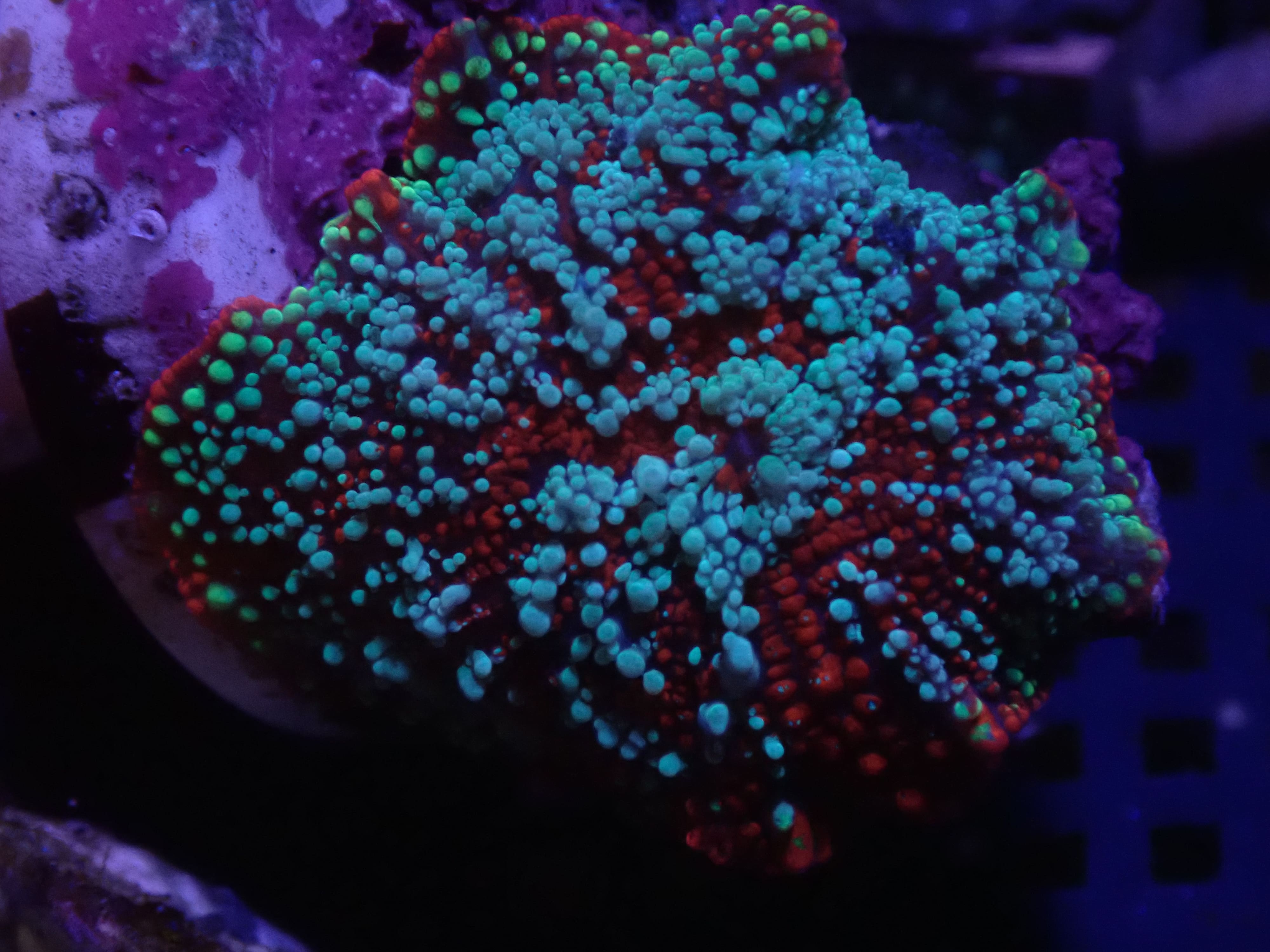 Ultra Bounce red devil Jawbreaker (rare)