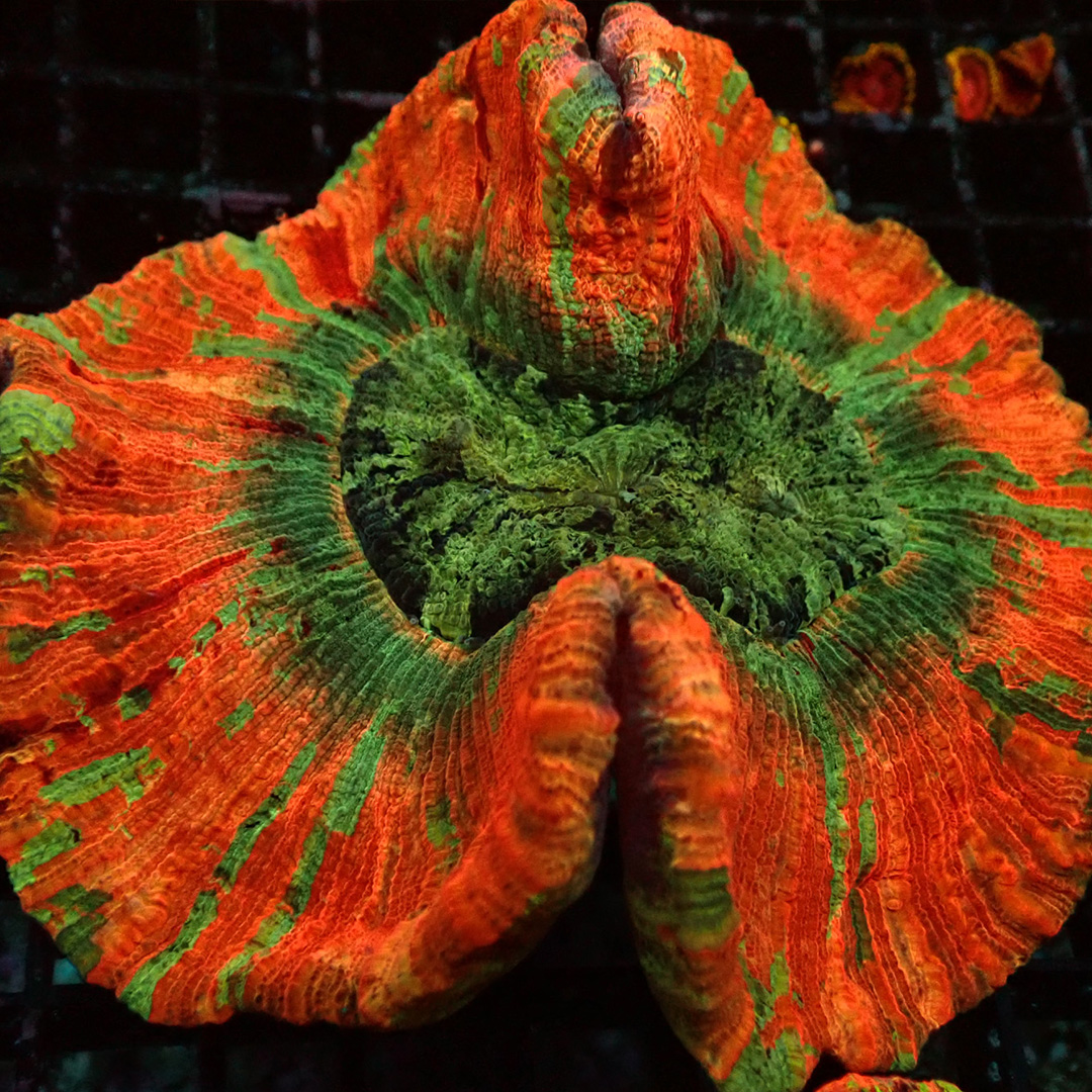 Orange-rote Acanthophyllia mit grüner Mitte und markanter Polypenstruktur