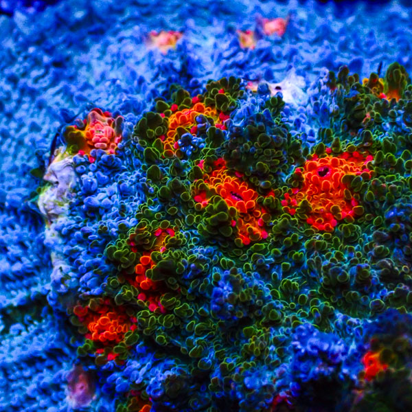 Chalice MC Blue Nebula Ridge