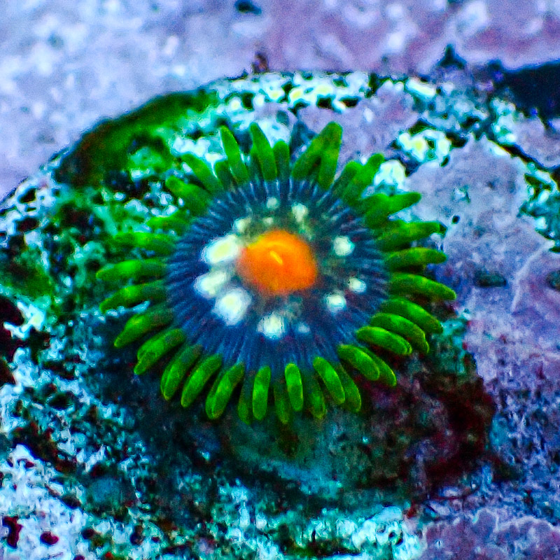 Zoanthus MC Ultra Stargazer