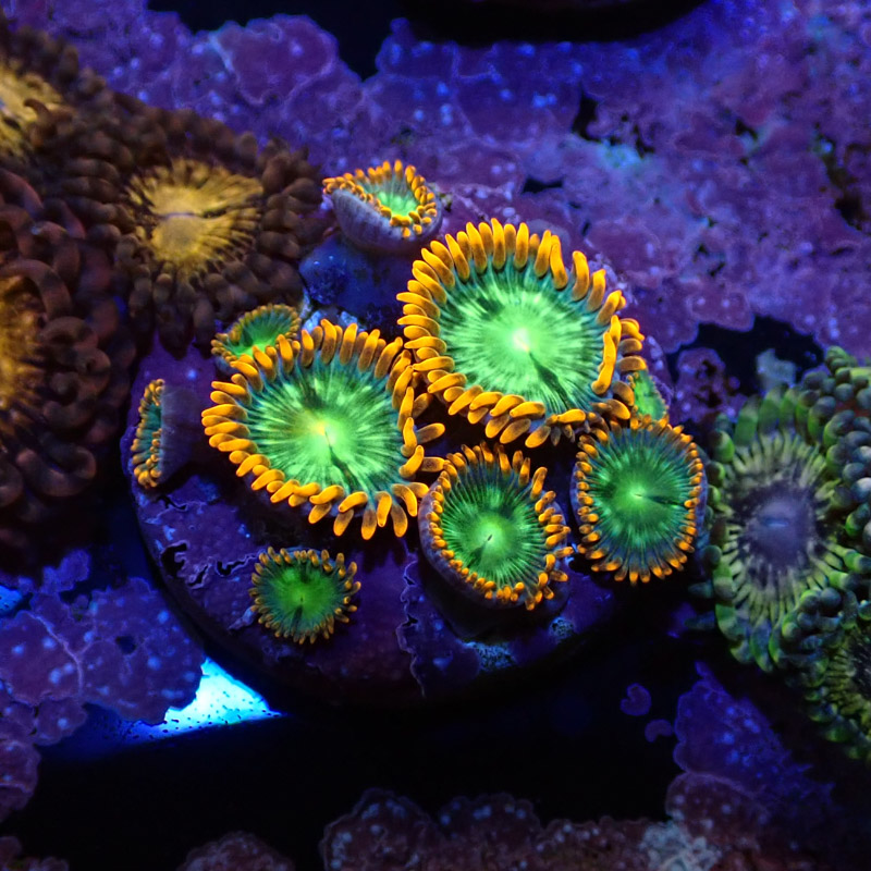 Zoanthus MC Electric Oompa Loompa