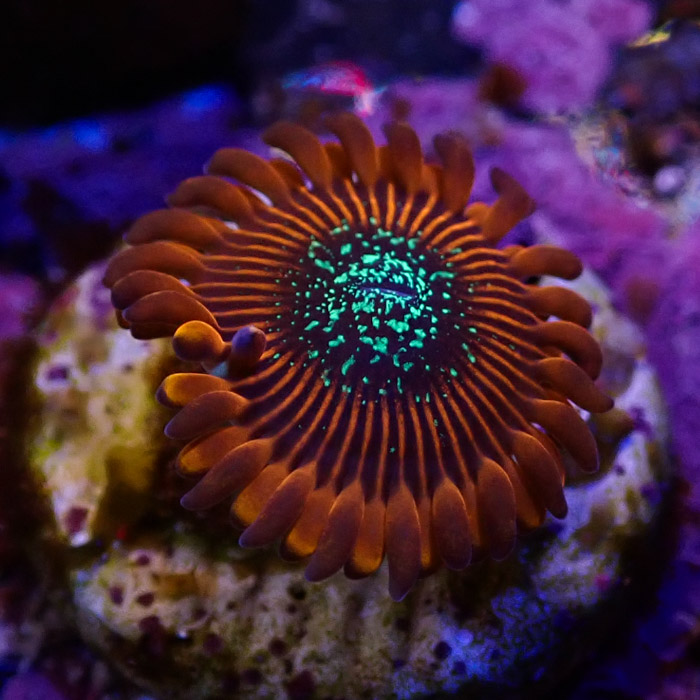 Zoanthus MC Red Magician