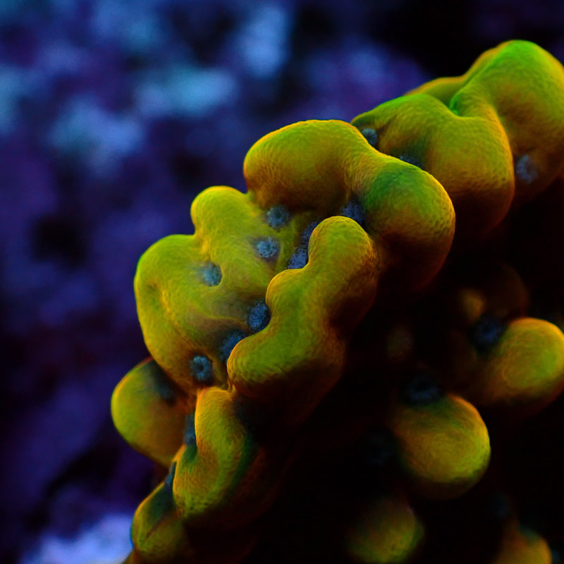 Montipora Crazy T. Frag 10