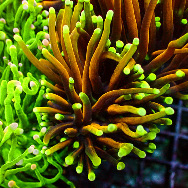 Euphyllia Hellfire 1 Kopf