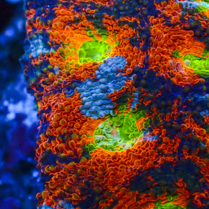 Acanthastrea echinata Crafted – Blau/Orange mit hellgrünen Neonmündern