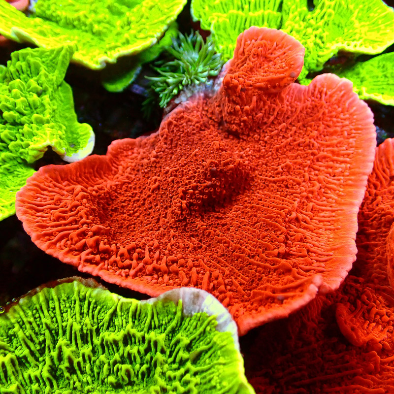 Montipora Rot Frag 12