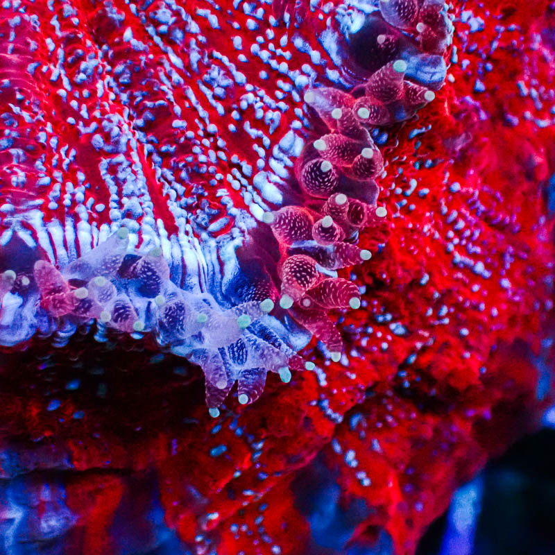 Acanthophyllia MC Spiderman