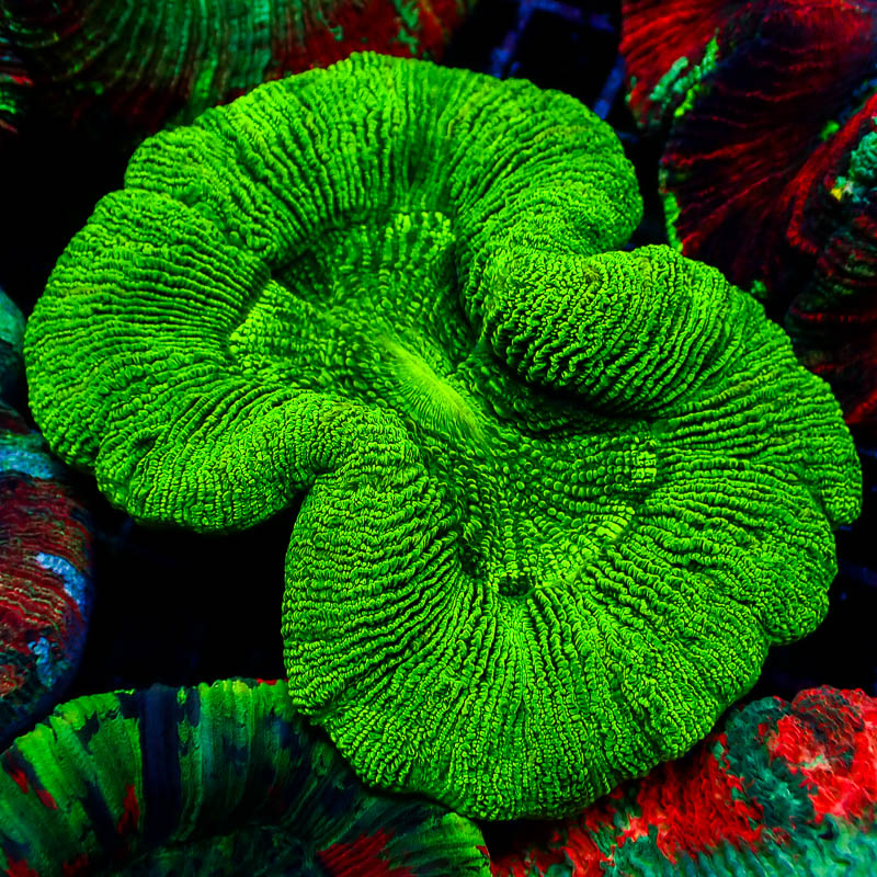 Trachyphyllia Green Fusion