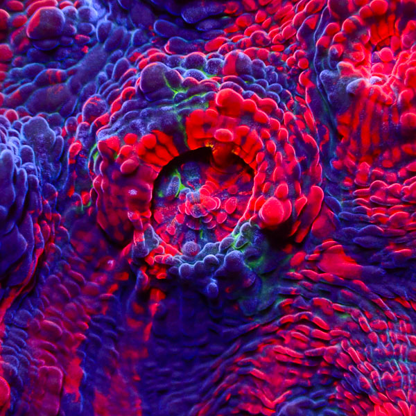 Chalice MC Bloodstorm