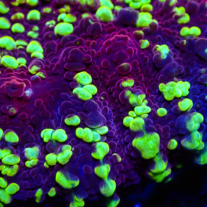 JF Goldmeister Chalice Frag 03