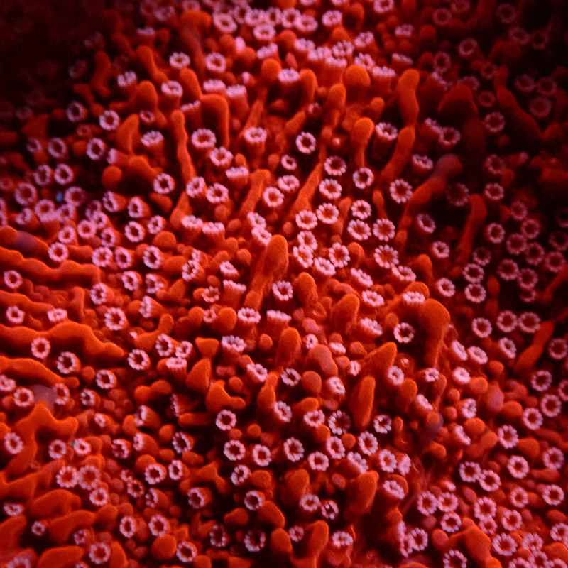 Montipora Rot Frag 18