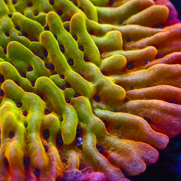 Montipora MC Flaming Phoenix