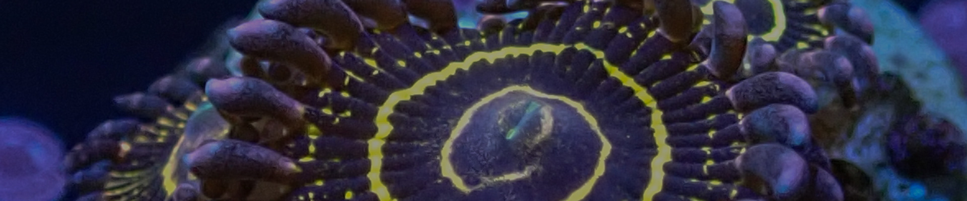 Leuchtende Zoanthus auf Ablegerstein – perfekt für dein Riffaquarium