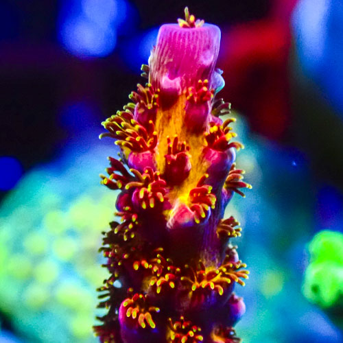 Acropora MC Phoenix
