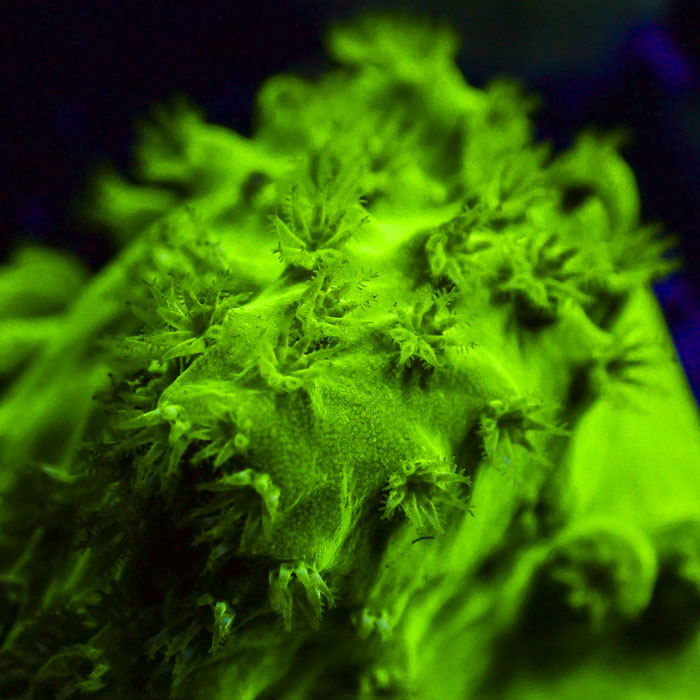 Sinularia Neon Jade Ultra