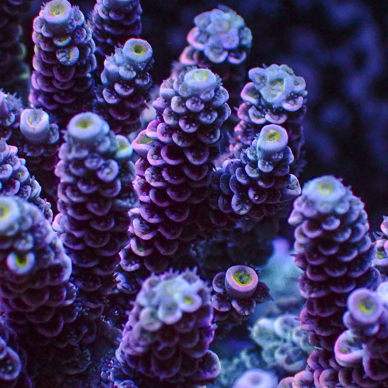 Acropora Crafted Homewrecker Lila Türkis